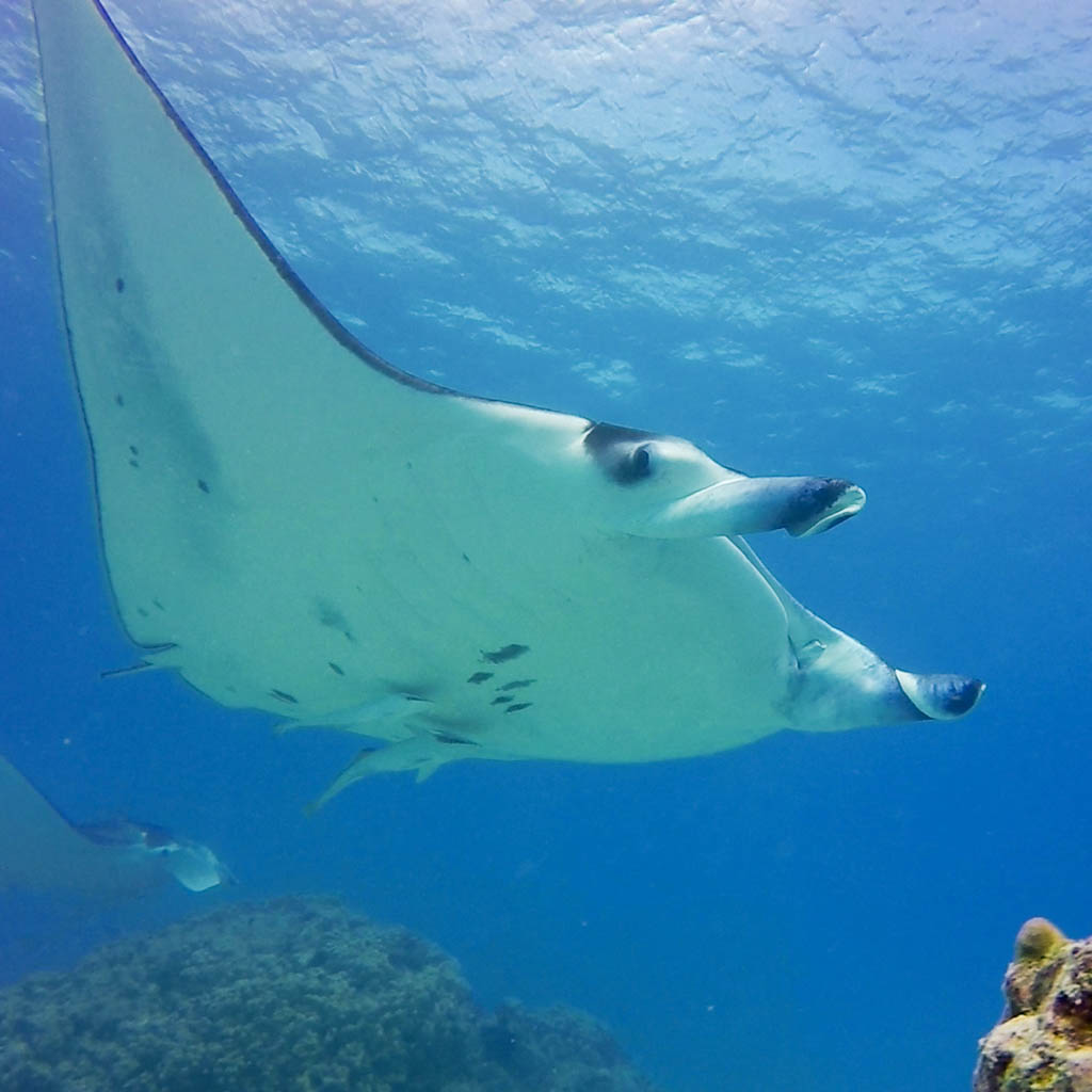 Raie Manta dans le lagon de Maupiti (Polynésie française)