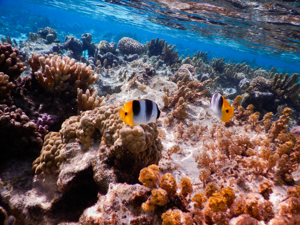 Vue sous-marine du lagon de Maupiti (Polynésie française)