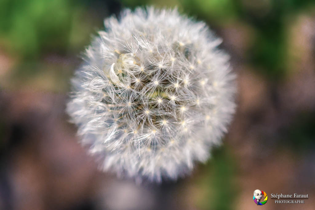 Biodiversité - Fleur de pissenlit blanc