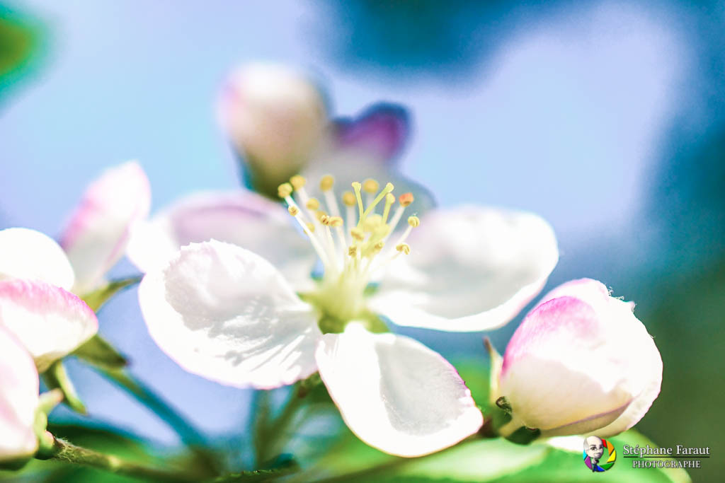 Biodiversité - Fleur de pommier