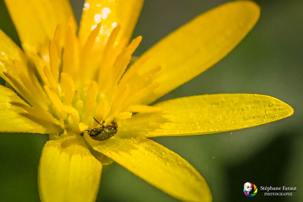 Biodiversité - Fleur de souci des marais