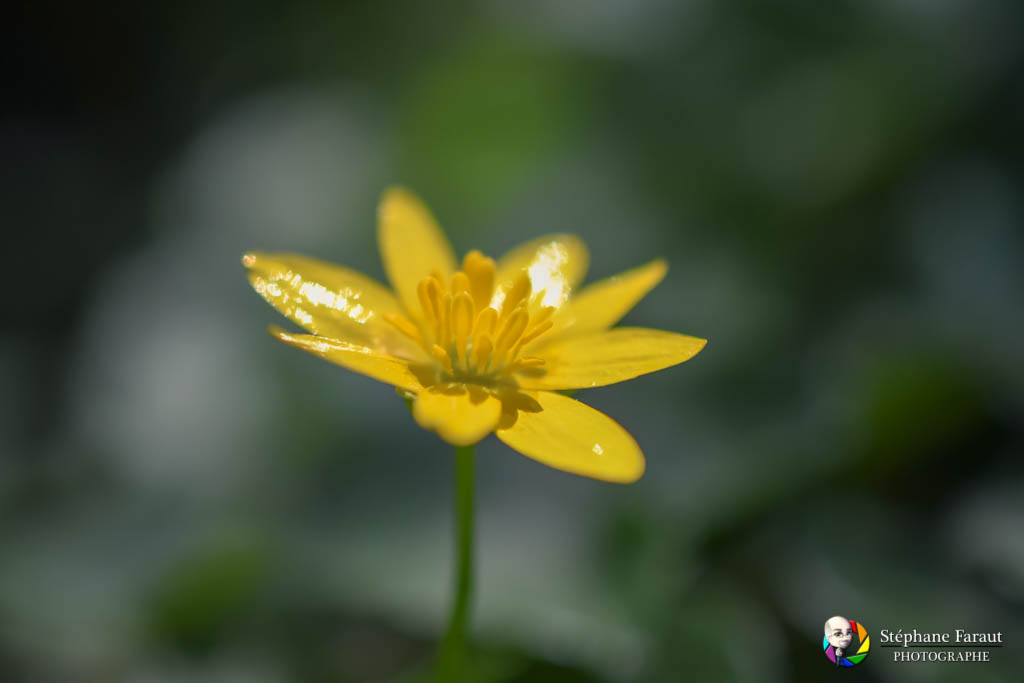 Biodiversité - Fleur de souci des Marais