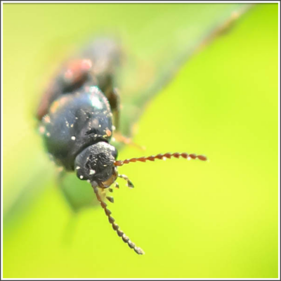 blog-biodiversite-stephane-faraut-photographe-professionnel-bretagne-morbihan-finistere-portrait-mariage-corporate-association